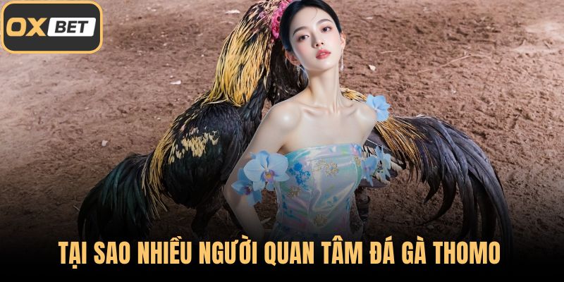 Tại sao nhiều người quan tâm đá gà Thomo